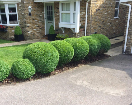 Garden Hedge Trimming in Tunbridge Wells